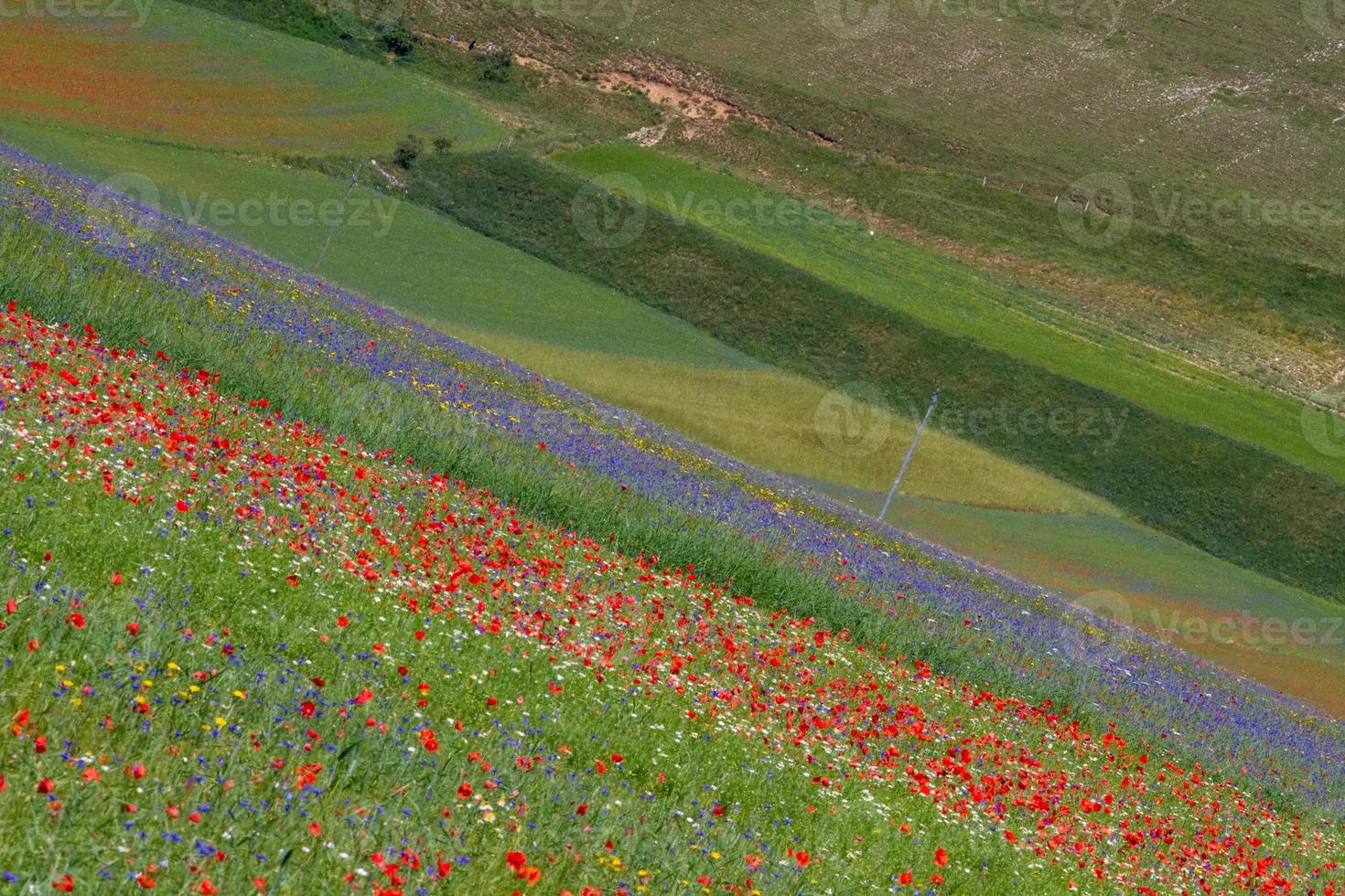 castelluccio di norcia och dess blommande natur foto