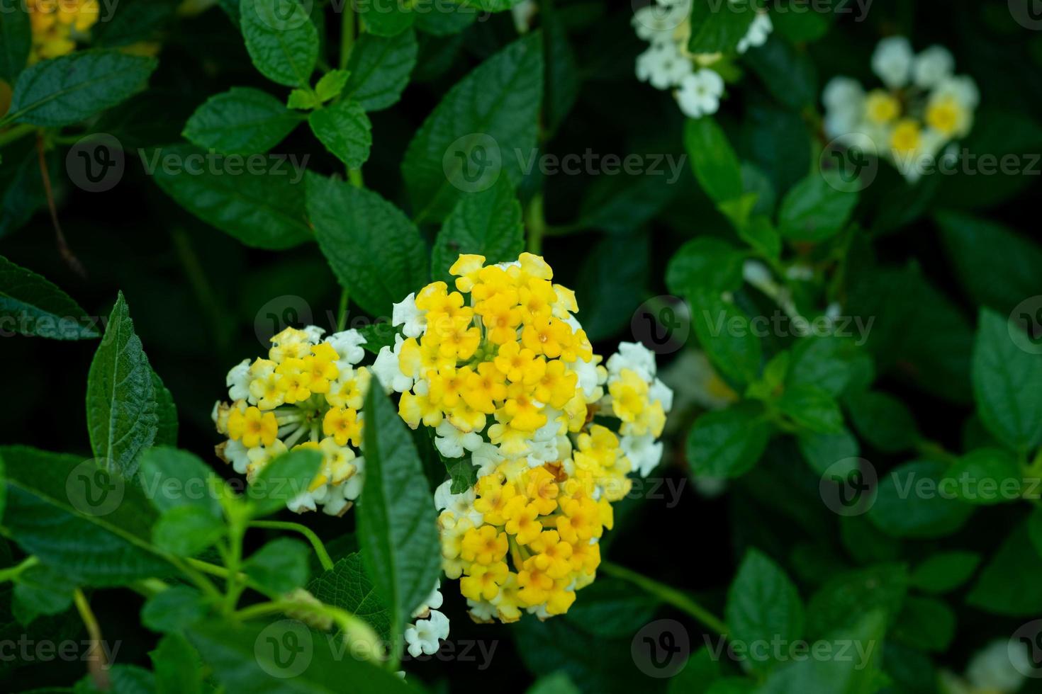 vacker blomma bakgrund, färgglad natur foto