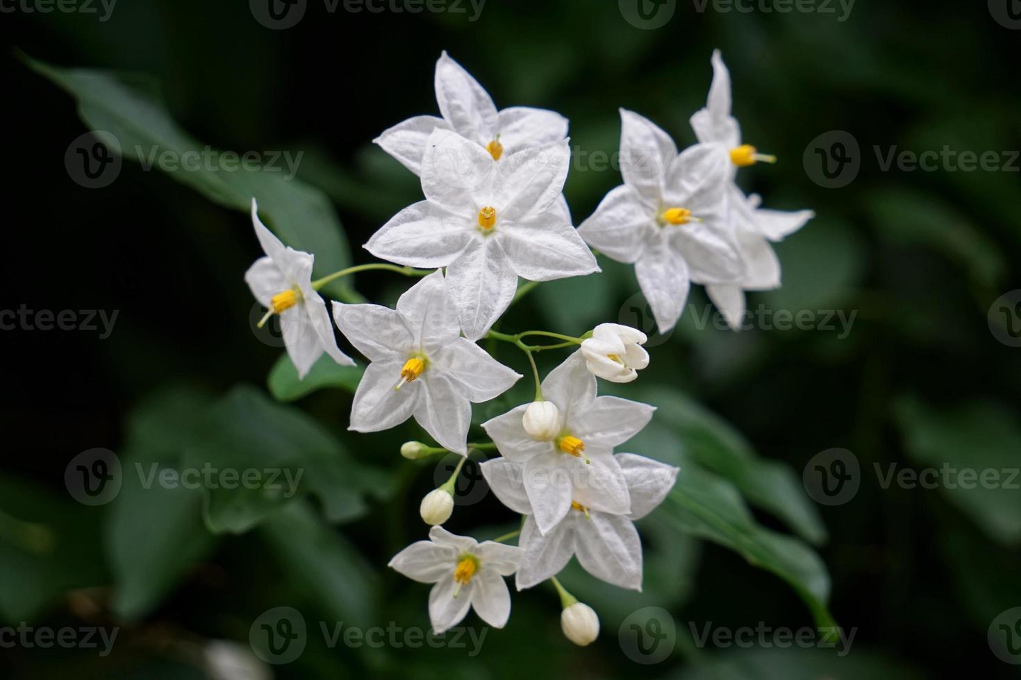 romantisk vit blomma på våren foto