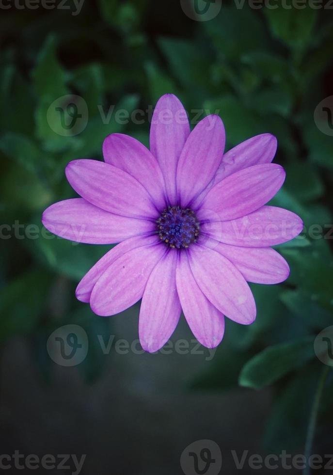 romantiska rosa blommor på våren foto