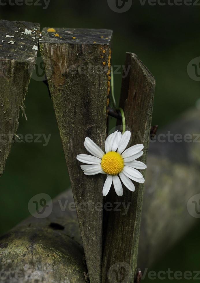 romantisk vit tusensköna blomma i trädgården under vårsäsongen foto