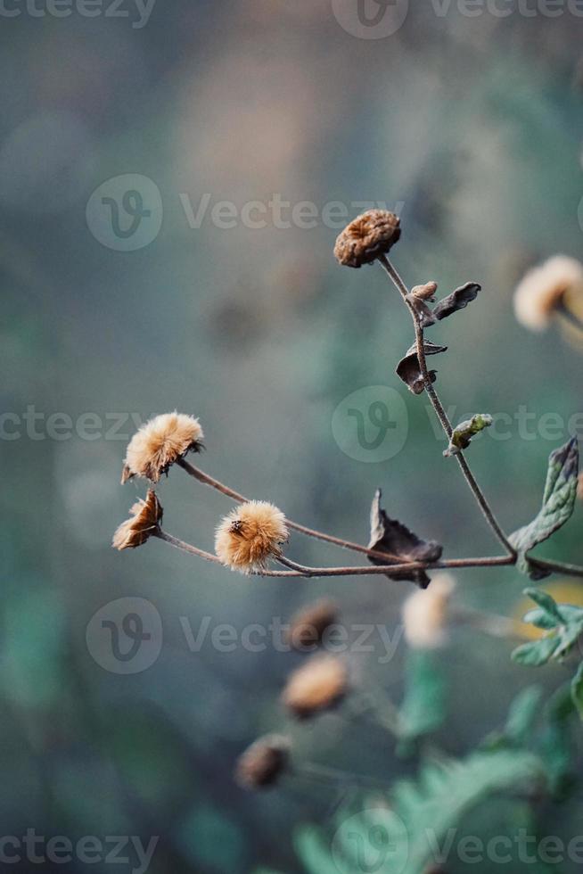 torra blommor i naturen under höstsäsongen foto