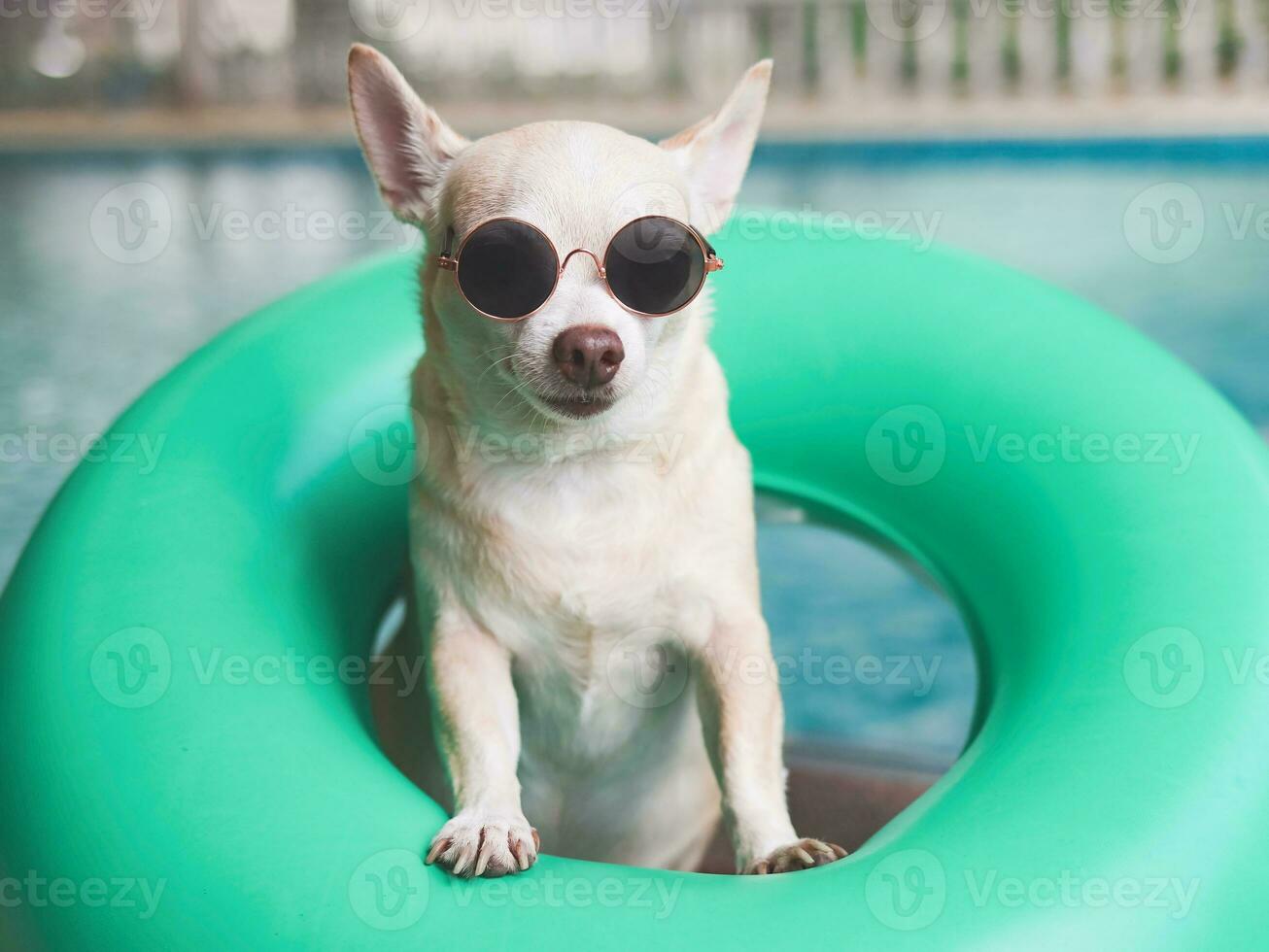 roddade kort hår chihuahua hund bär solglasögon stående i grön simning ringa eller uppblåsbar förbi simning slå samman, ser ut på kamera. foto
