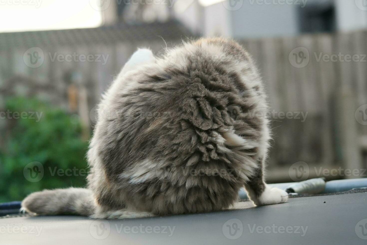 söt persisk katt är Framställ i en Hem trädgård på luton stad av England Storbritannien foto