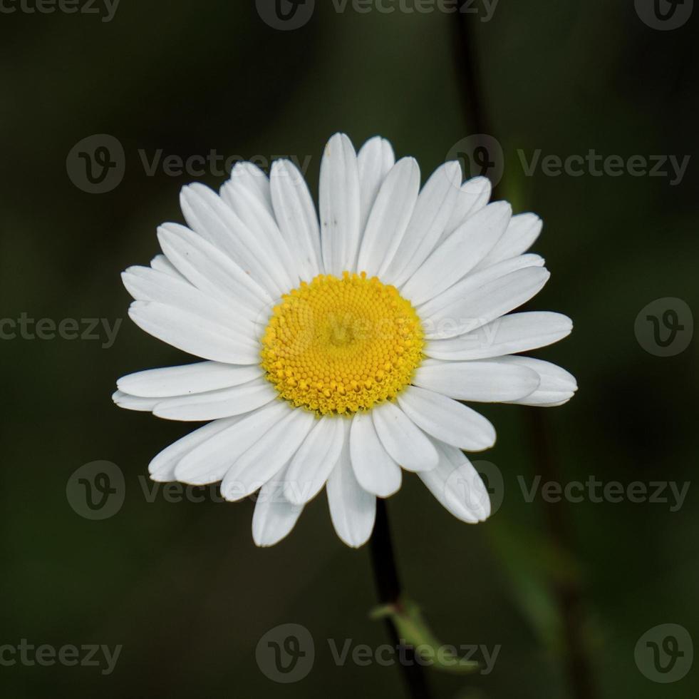 romantisk vit tusensköna blomma i trädgården under vårsäsongen foto