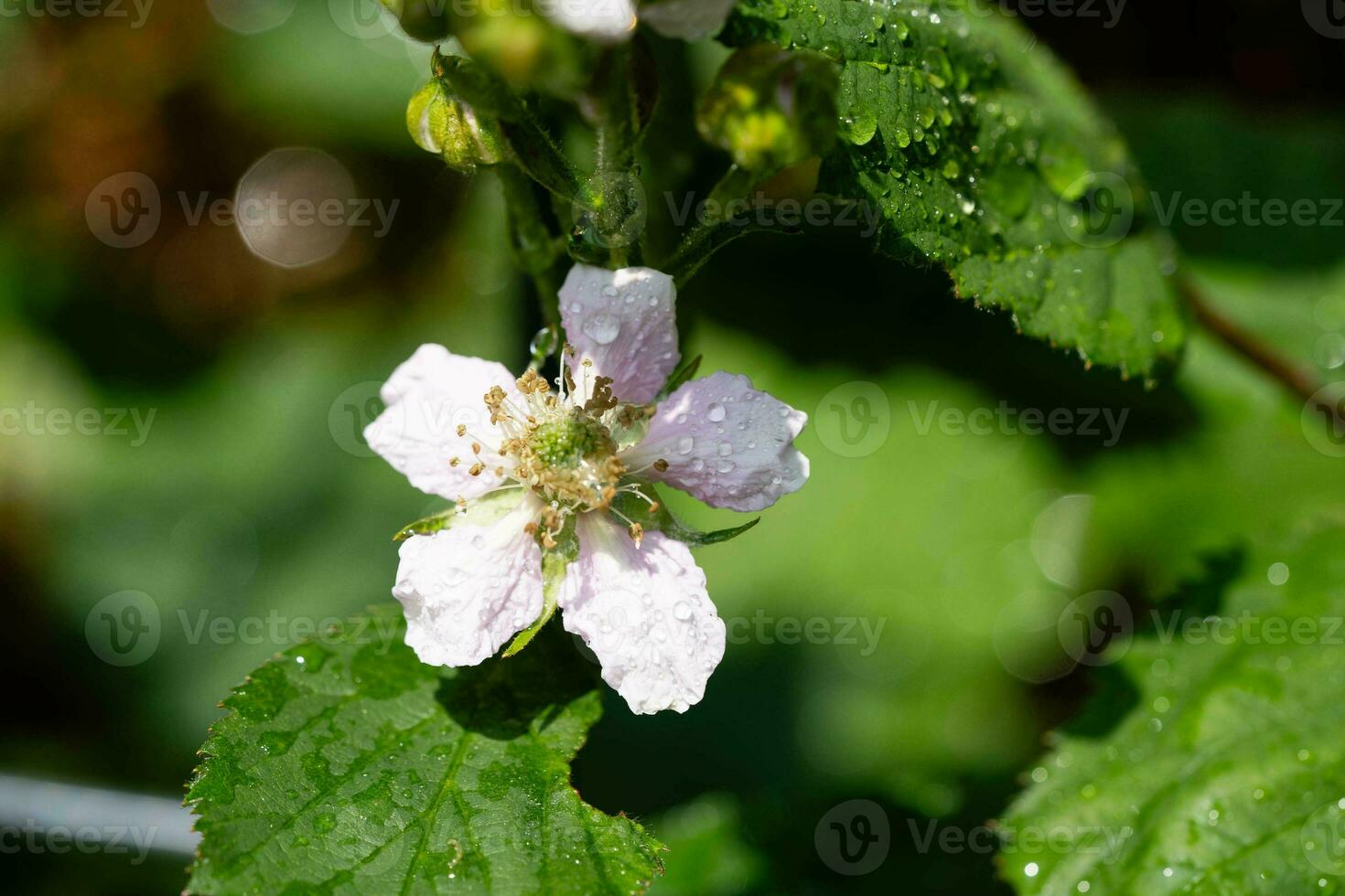 rubus björnbär vild skog blommor och frukt foto