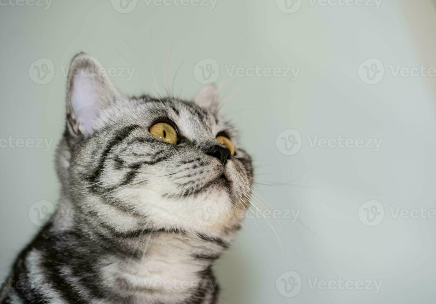 grå brittiskt kort hår katt foto