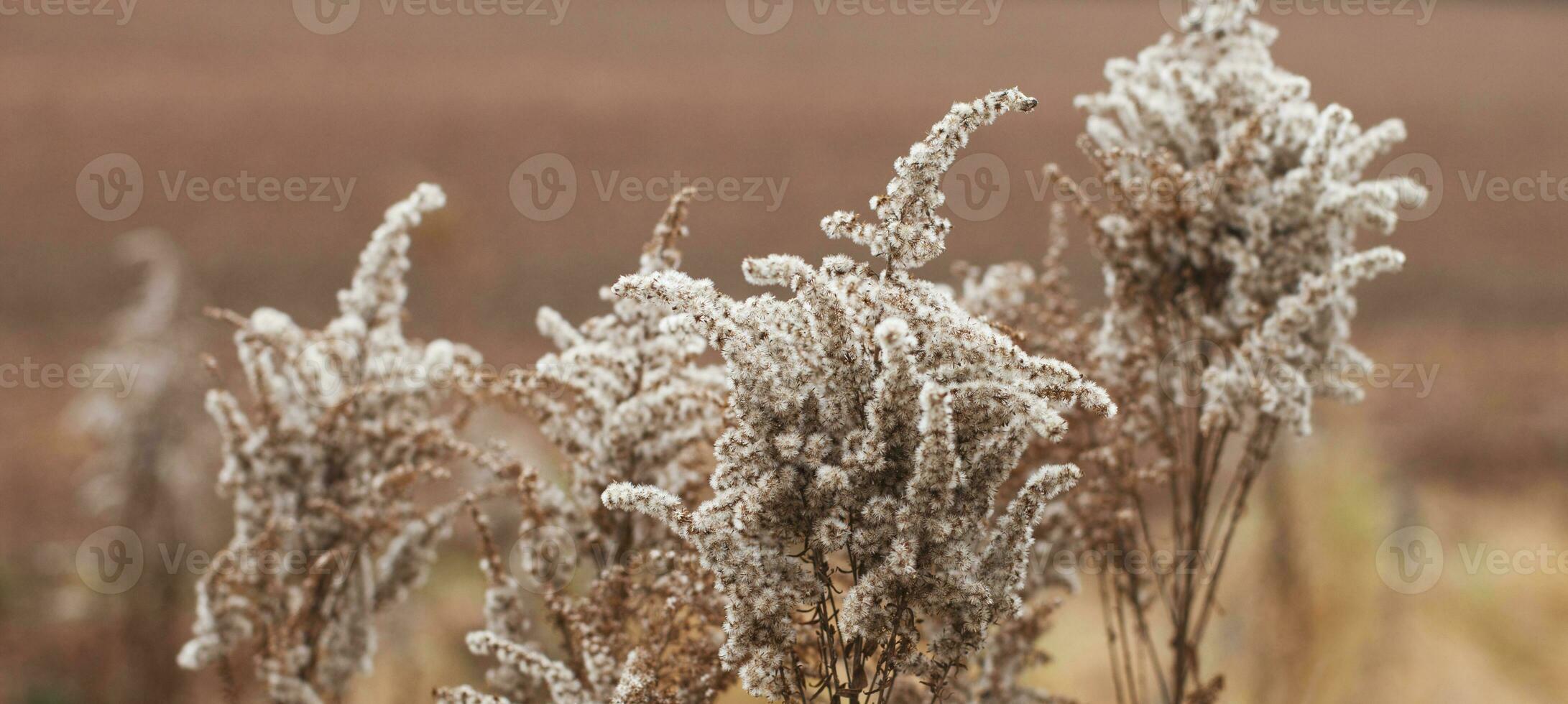 torr mjuk blommor i de fält på beige bakgrund. foto