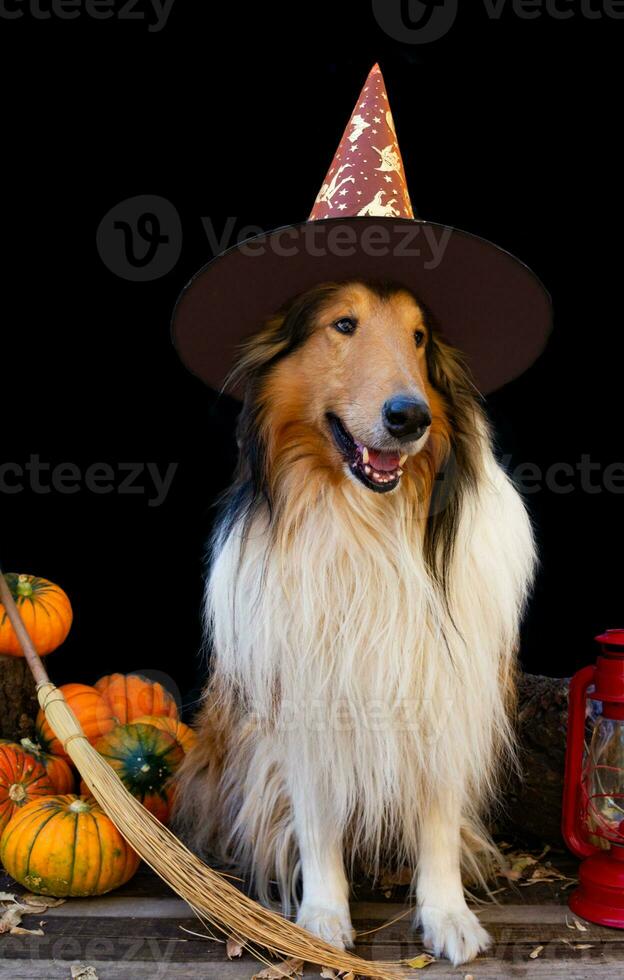 collie hund klädd för halloween med häxa hatt foto