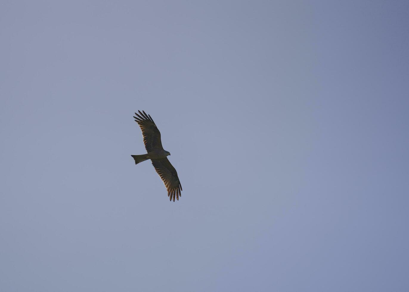 silhuett av en fågel av byte i flyg. svart drake foto