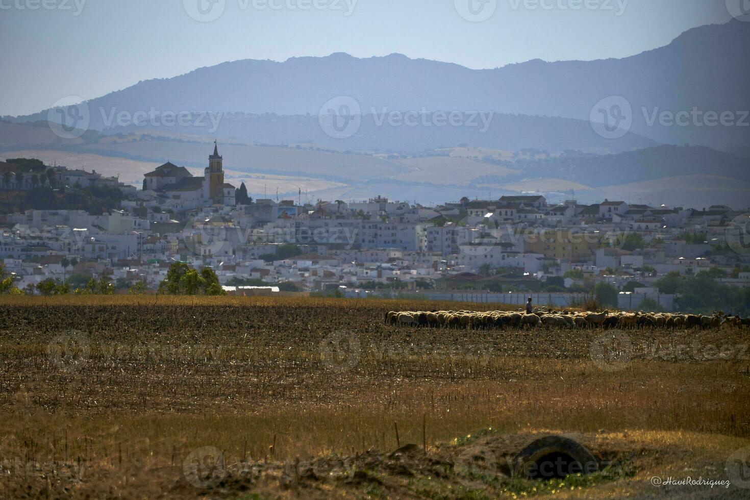 sommar lugn. idyllisk landskap av villamartin, cadiz, med en herde skötsel hans flock av får. foto