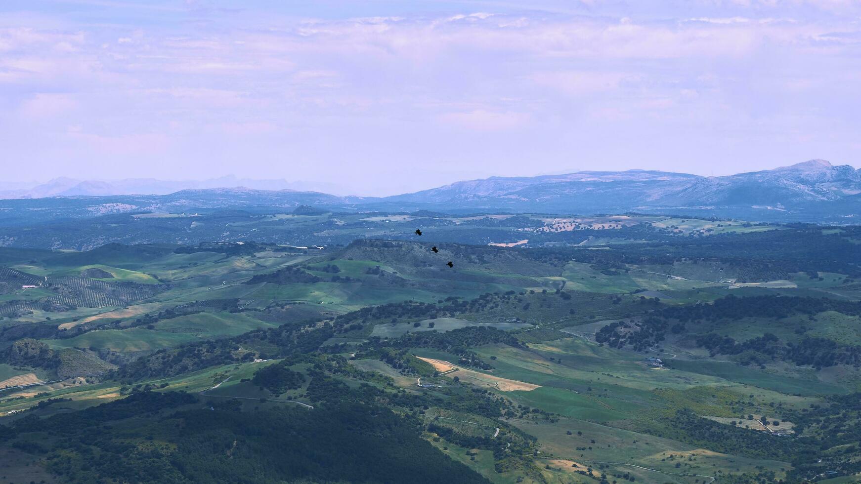 flyg av de majestätisk. tre skäggig gamar stigande i bildning nära de mirador del puerto de las palomas, grazalema sierra foto