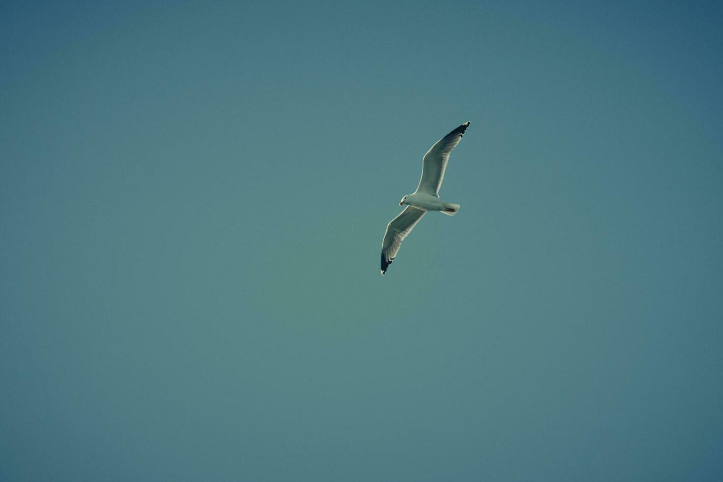 fiskmås flyga mot de blå himmel med moln. hav fågel graciöst flyga i de luft foto