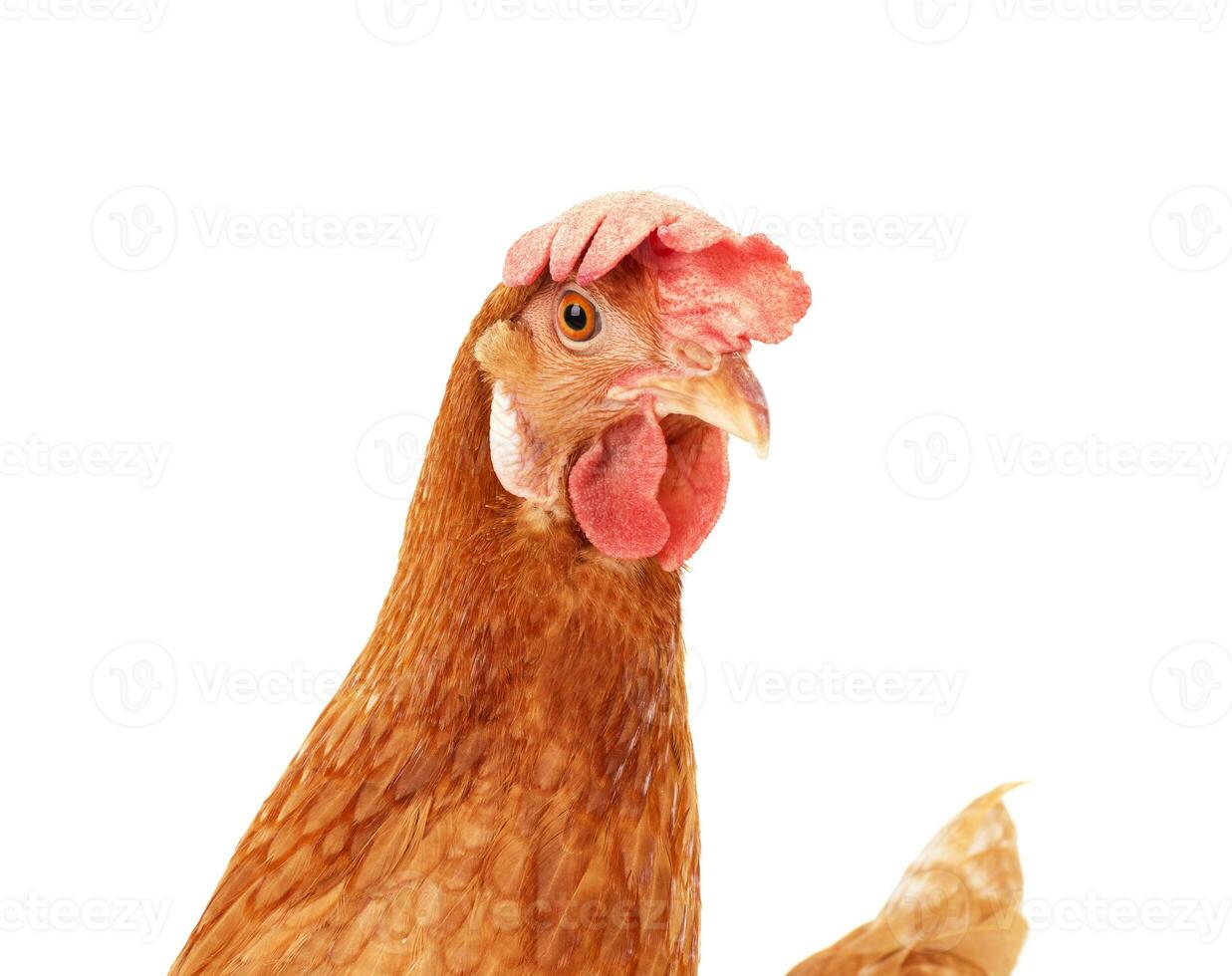 stänga upp kyckling huvud isolera vit foto