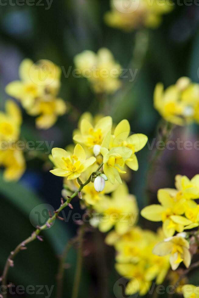 närbild av ett av de skön colombianska orkidéer. de blommor festival från medeln i colombia foto