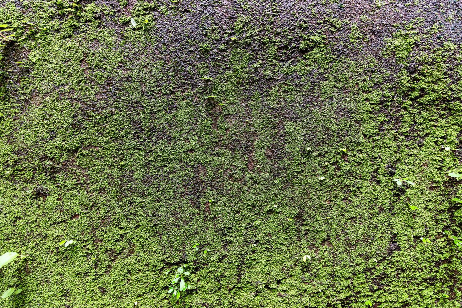grön mossa på de gammal vägg. abstrakt bakgrund och textur för design. foto