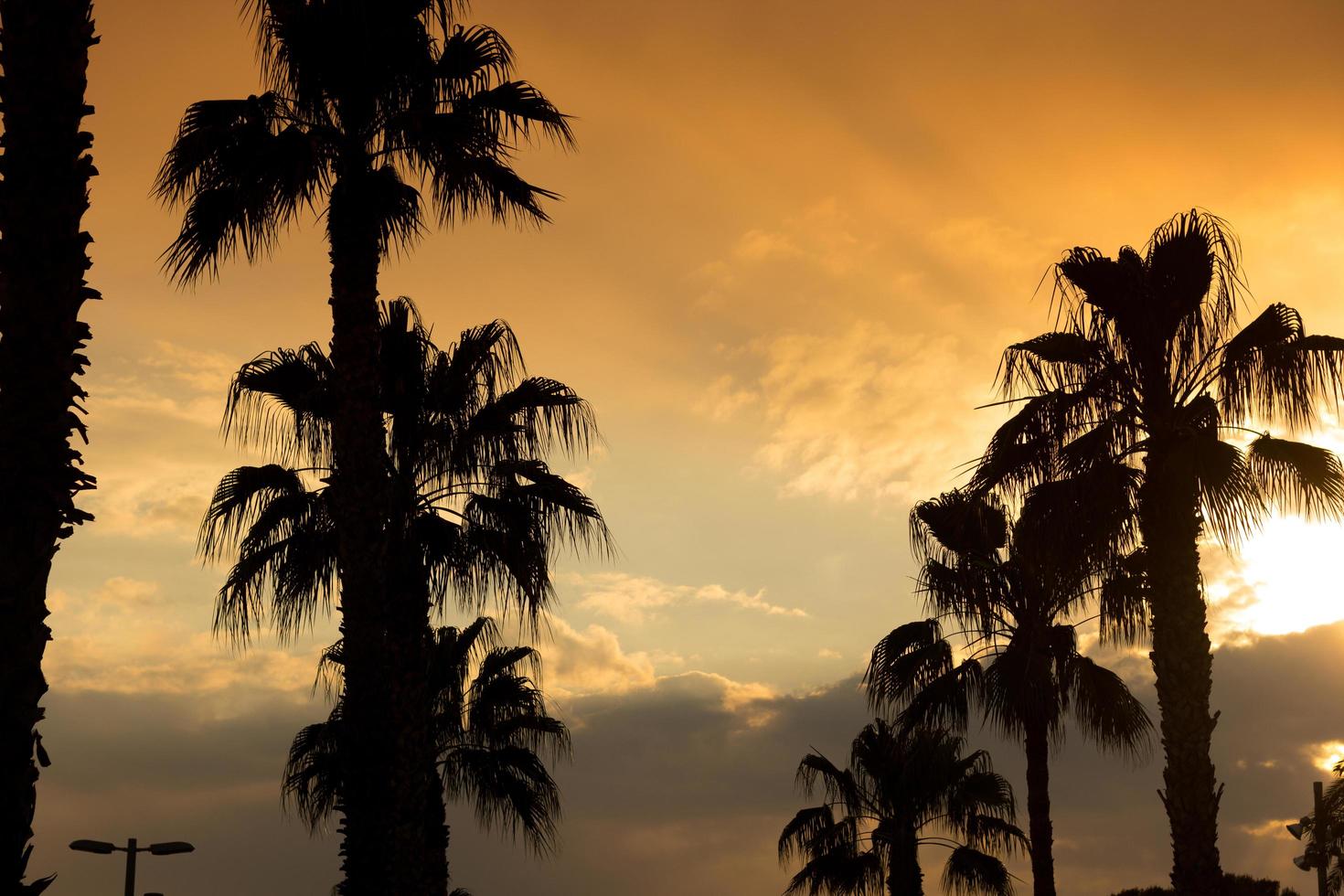 palmer solnedgång gyllene blå himmel bakgrundsbelysning foto