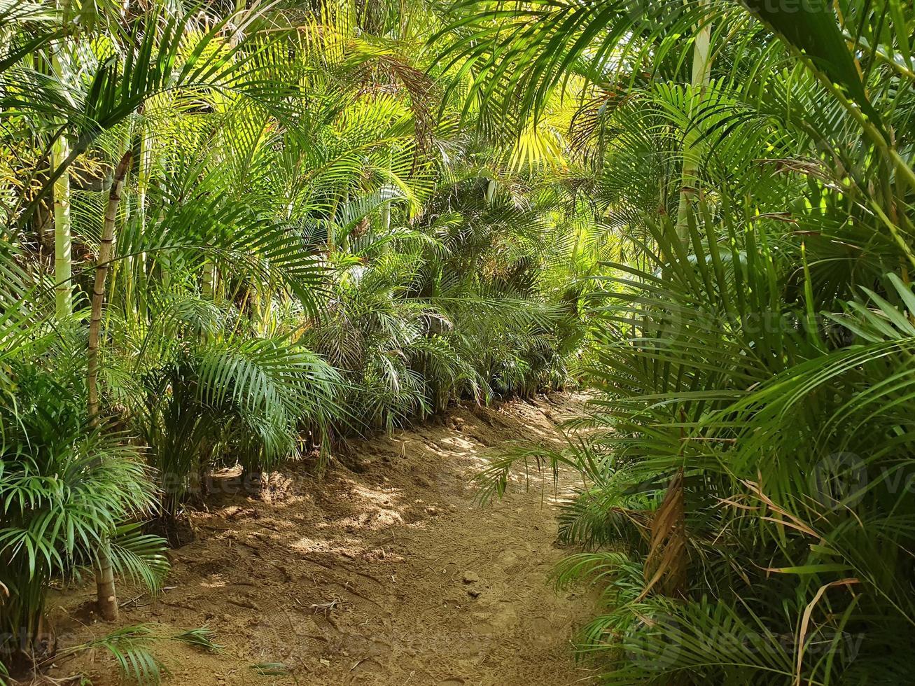 natur och vegetation av tropiskt klimat foto