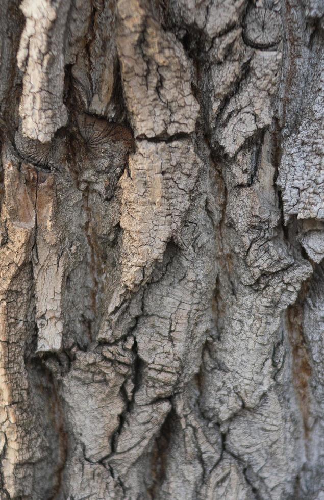 närbild av texturbakgrund av en gammal ekbark foto