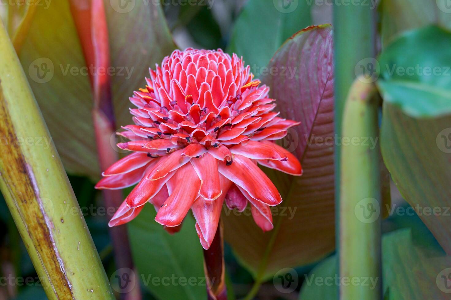 de röd etlingera elatior blomma blooms vackert i de trädgård. etlingera elatior är en växt i de samma familj som ingefära och galangal. mjuk och selektiv fokus. foto