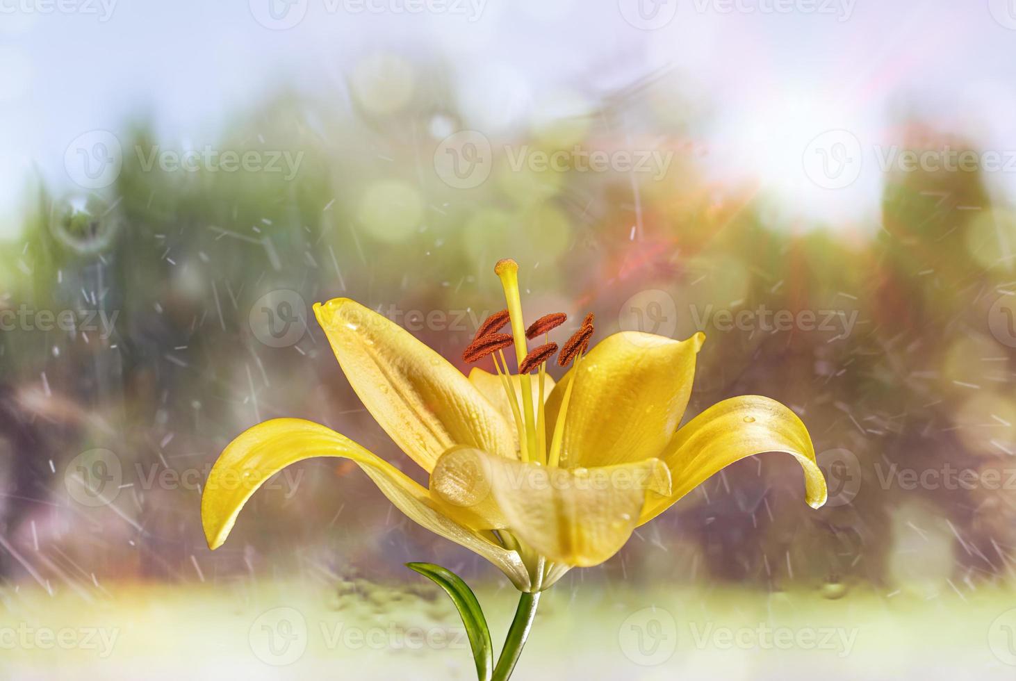 lilja blomma, närbild fotografering. gul lilja blomma textur med droppar vatten. blommig makrofotografering. foto