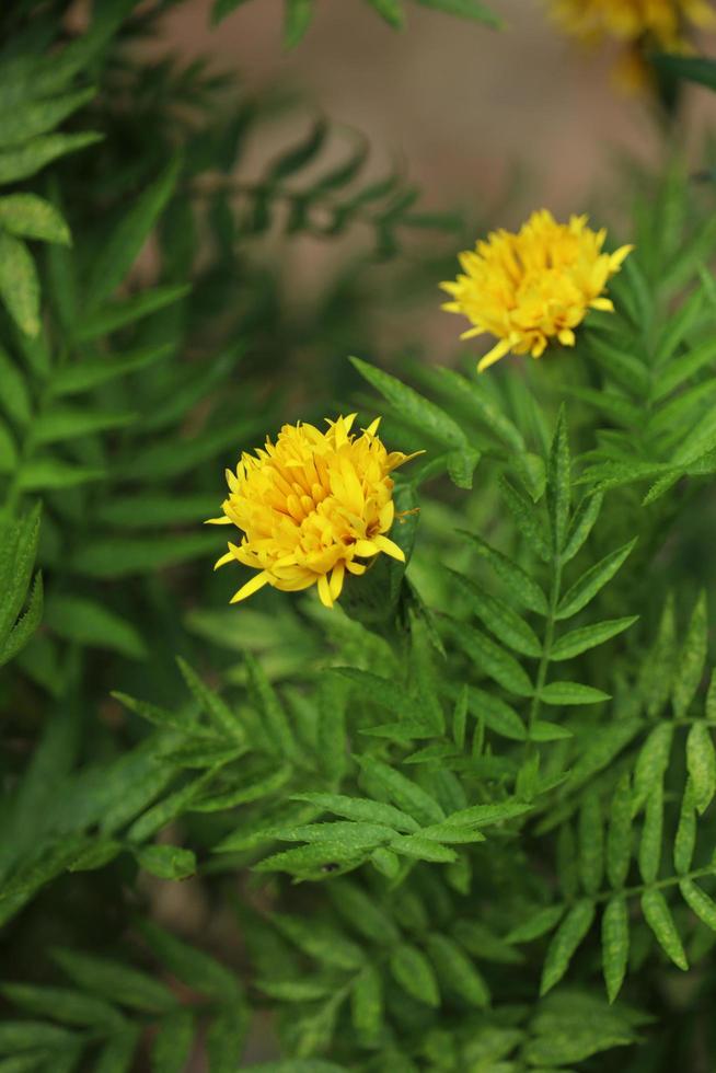 gul blomma i trädgården foto