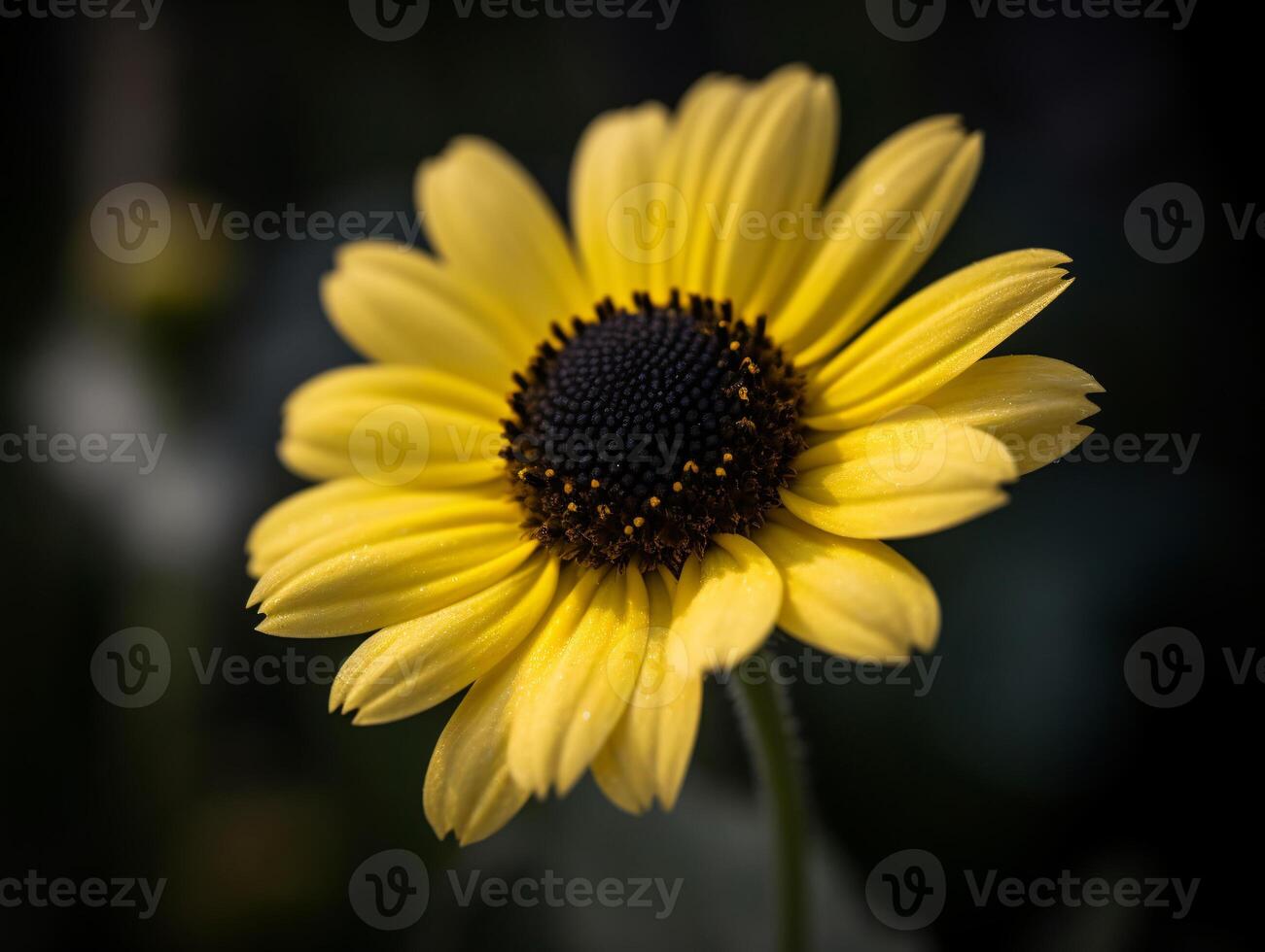 drömmande och romantisk makro fotografi av en gul daisy med en svart Centrum - ai genererad foto