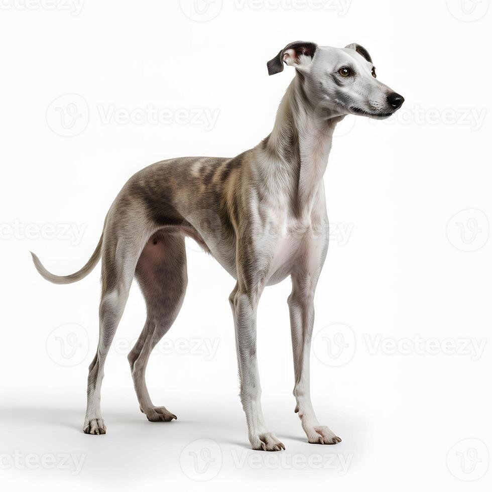 ai generativ whippet ras hund isolerat på en klar vit bakgrund foto