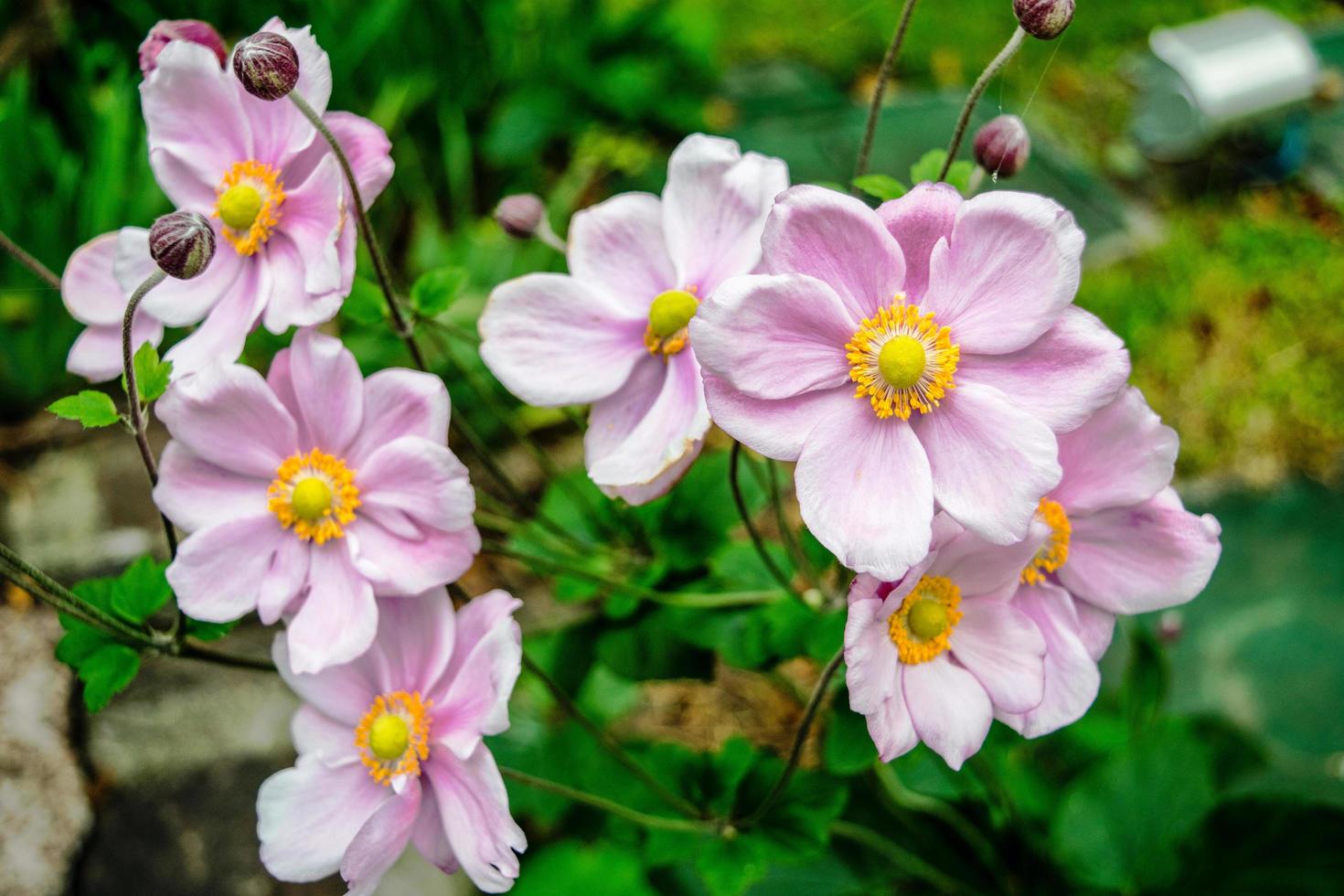 rosa blommor stängde upp foto