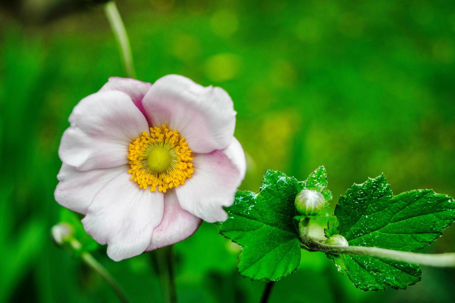 en rosa blomma foto