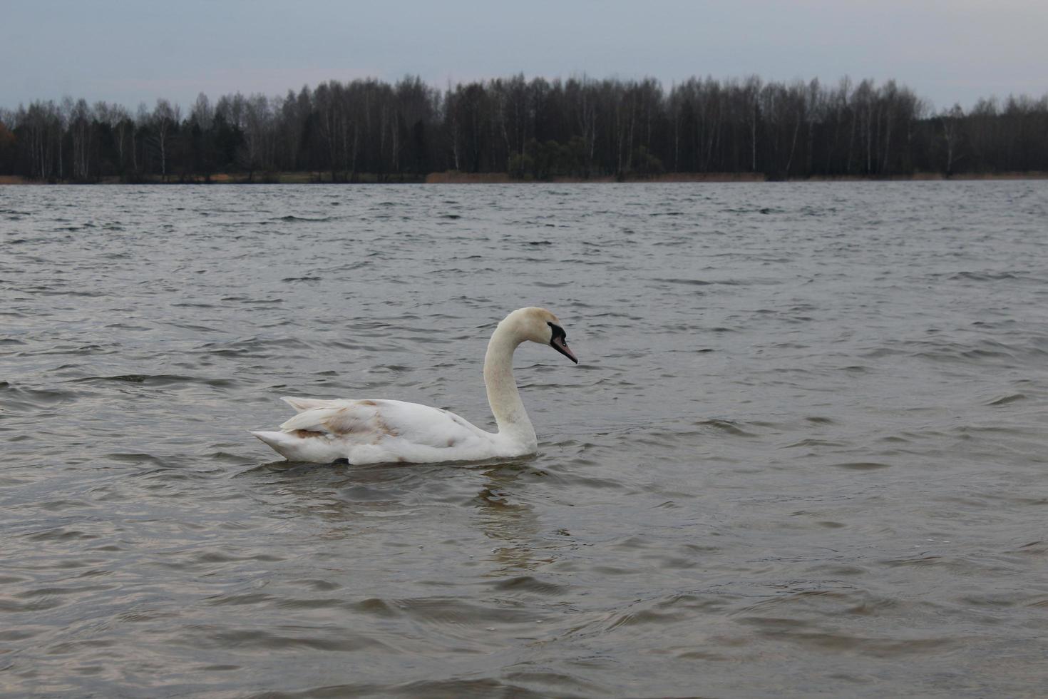 en svan simmar på en sjö eller flod foto