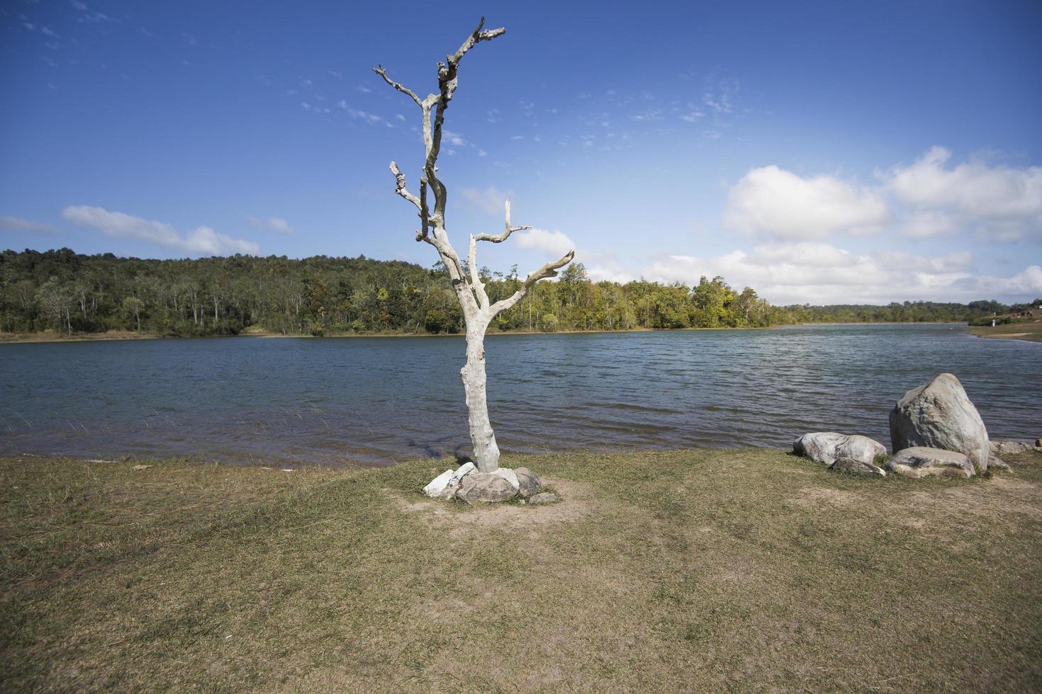 vacker utsikt över skogen med sjön mot blå himmel foto