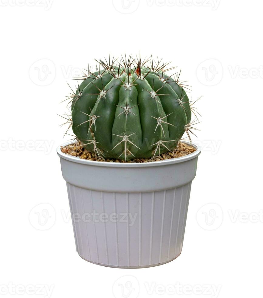miniatyr- kaktus krukväxt i pott isolerat på vit bakgrund för de små trädgård och torka tolerant växt foto