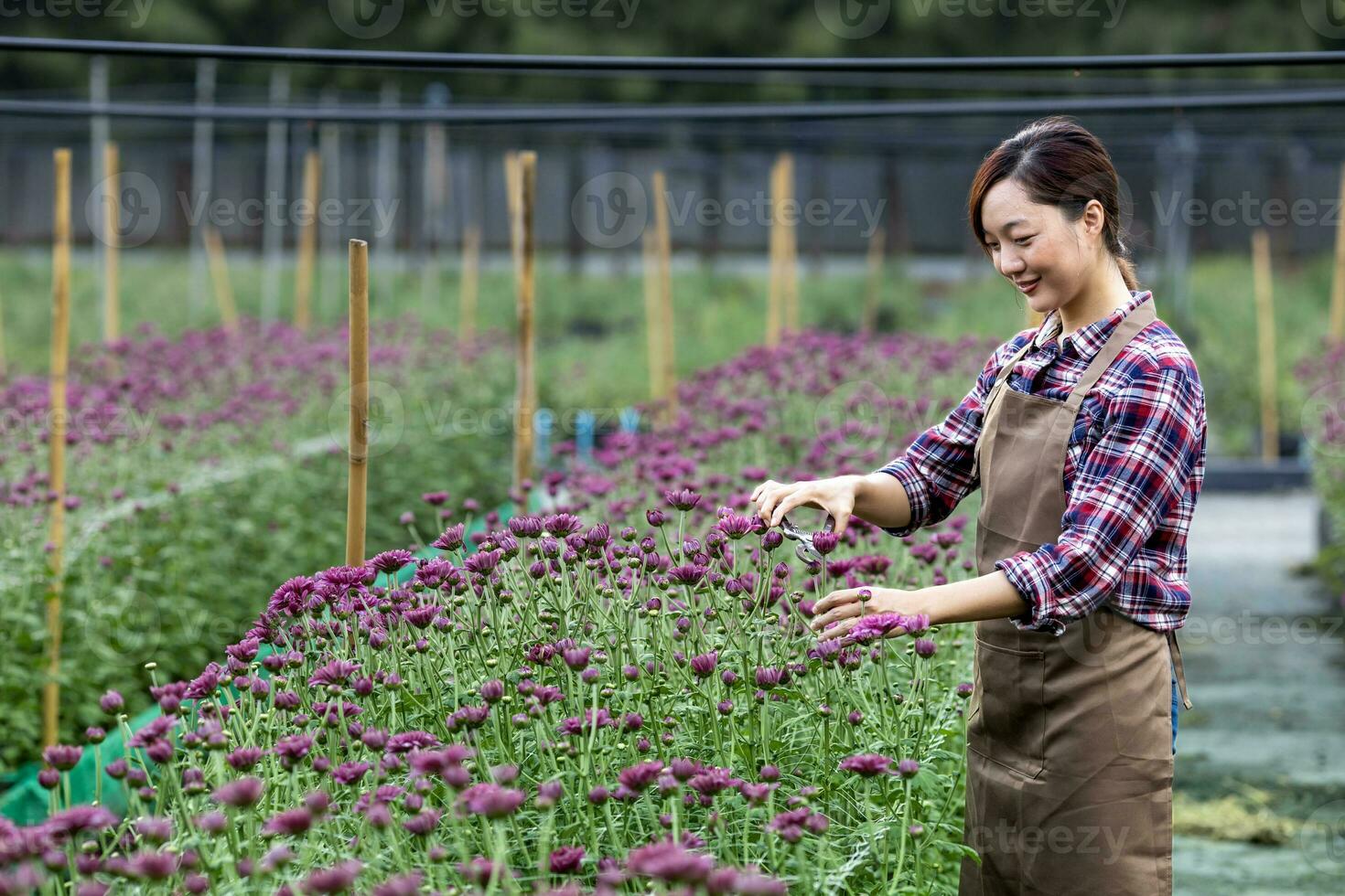 asiatisk kvinna trädgårdsmästare är skärande lila krysantemum blommor använder sig av sekatör för skära blomma företag för död- rubrik, odling och skörda säsong begrepp foto