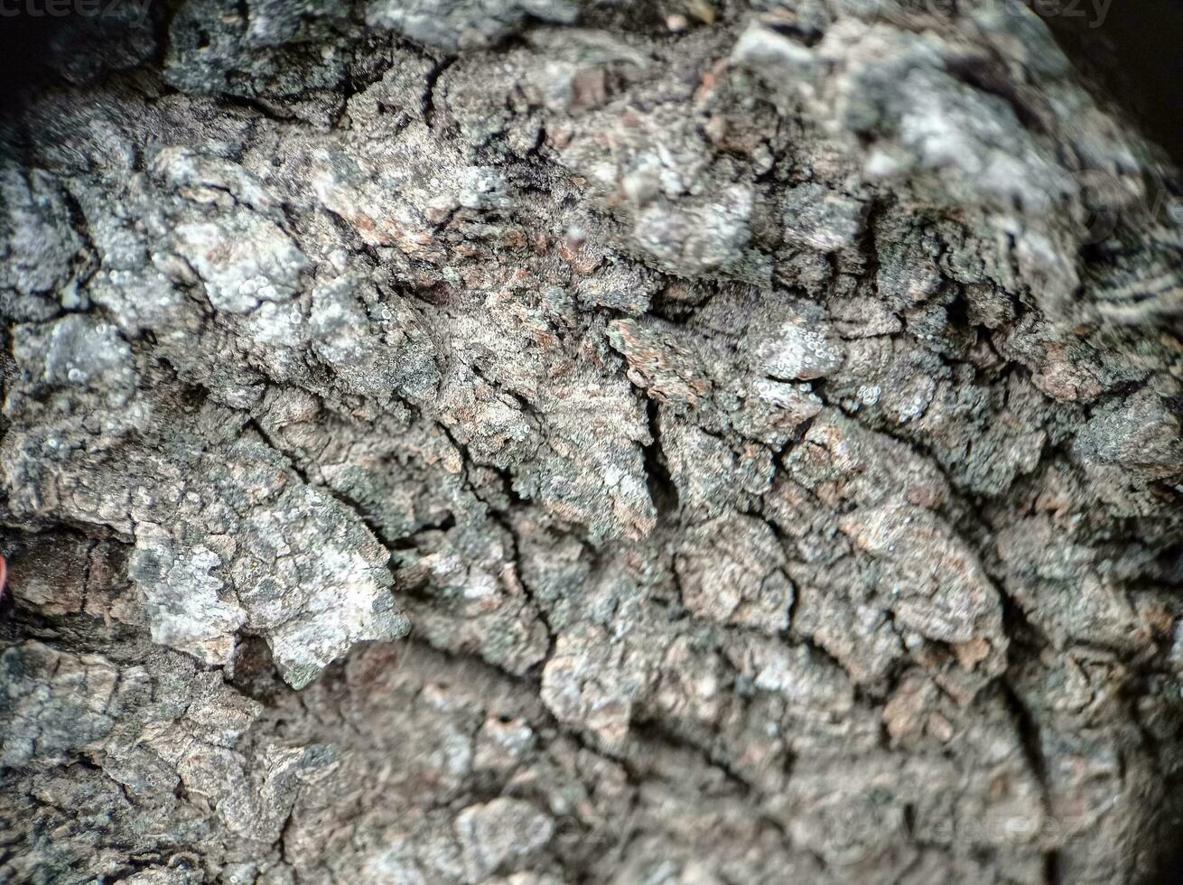 makro topp se gammal trä- träd textur mönster foto