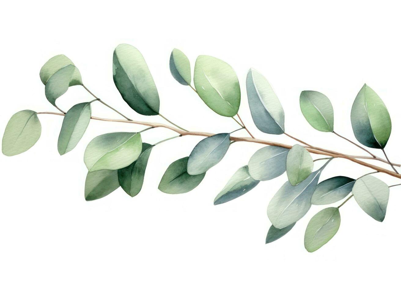 eukalyptus löv i vattenfärg isolerat foto