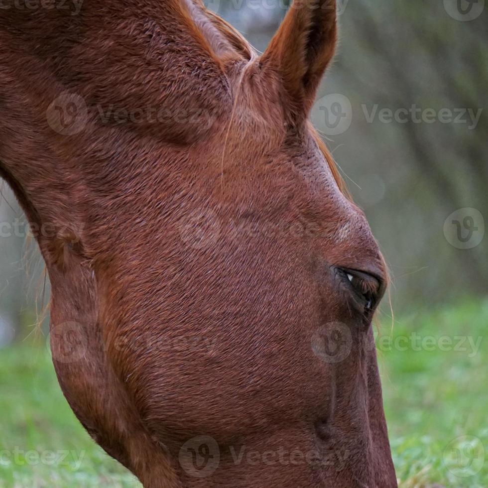 vacker brun hästporträtt på ängen foto