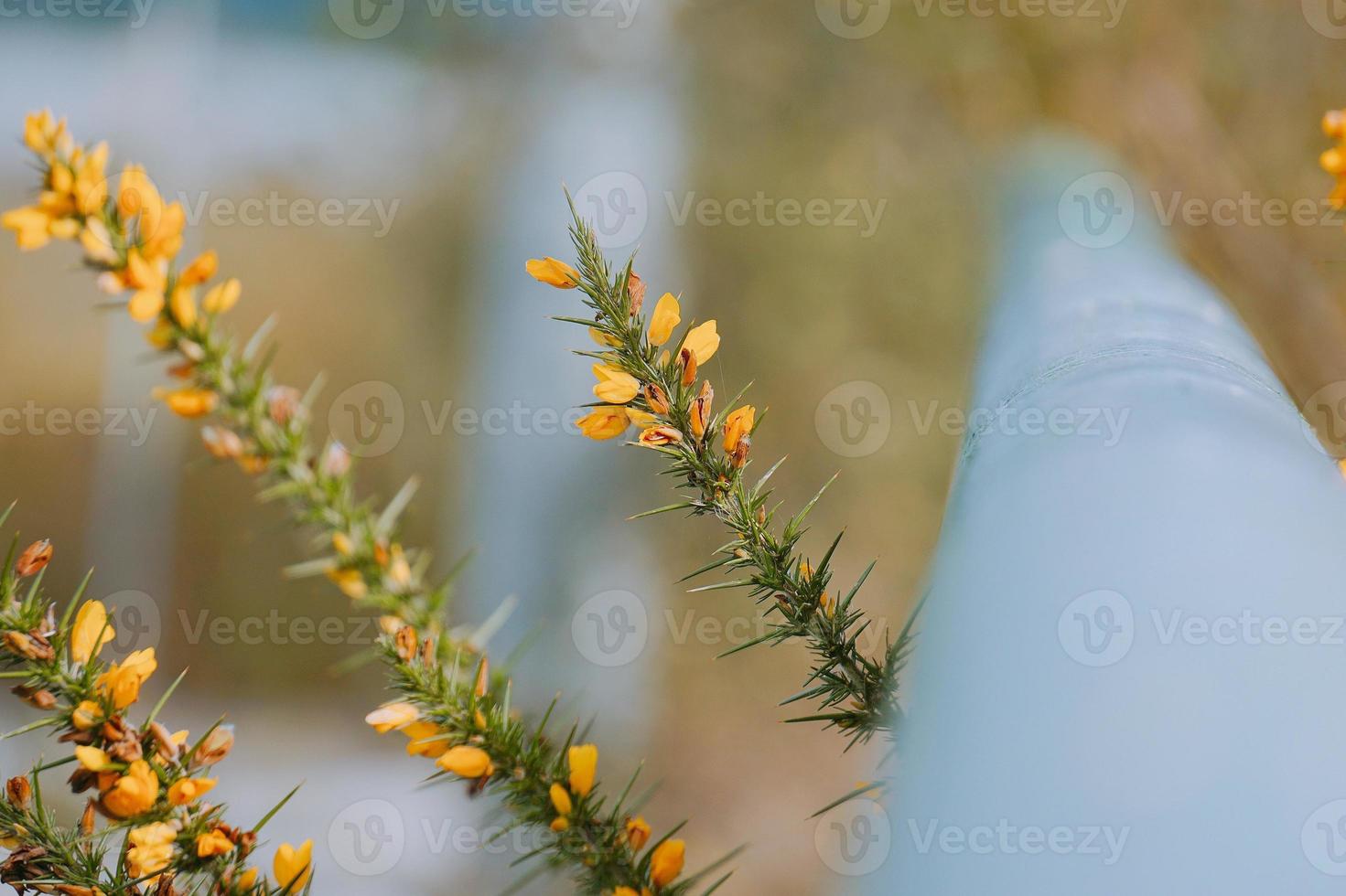 vackra gula blommor på våren foto