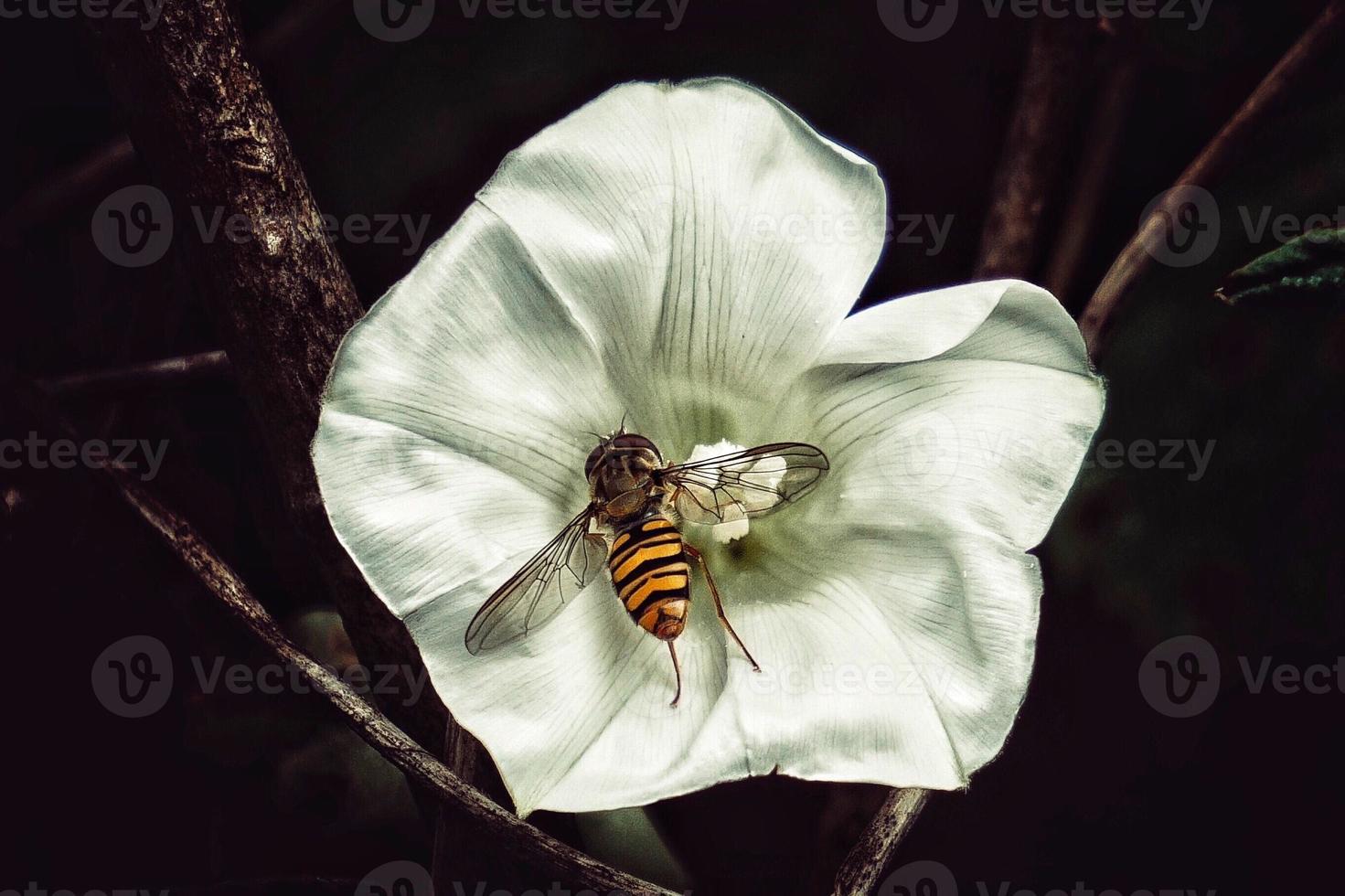 vit blomma på våren foto