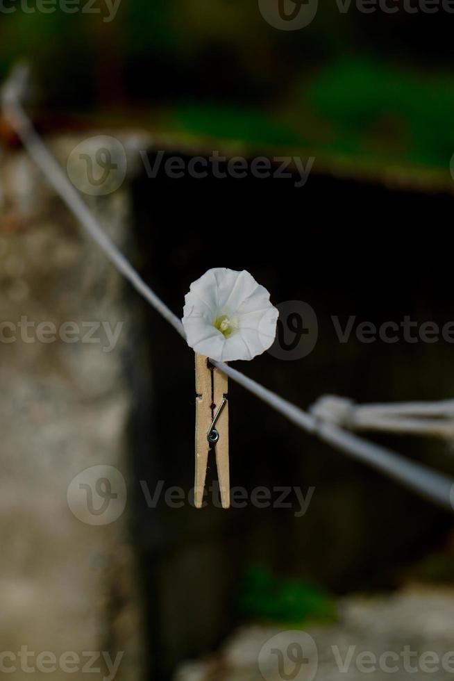 vit blomma på våren foto