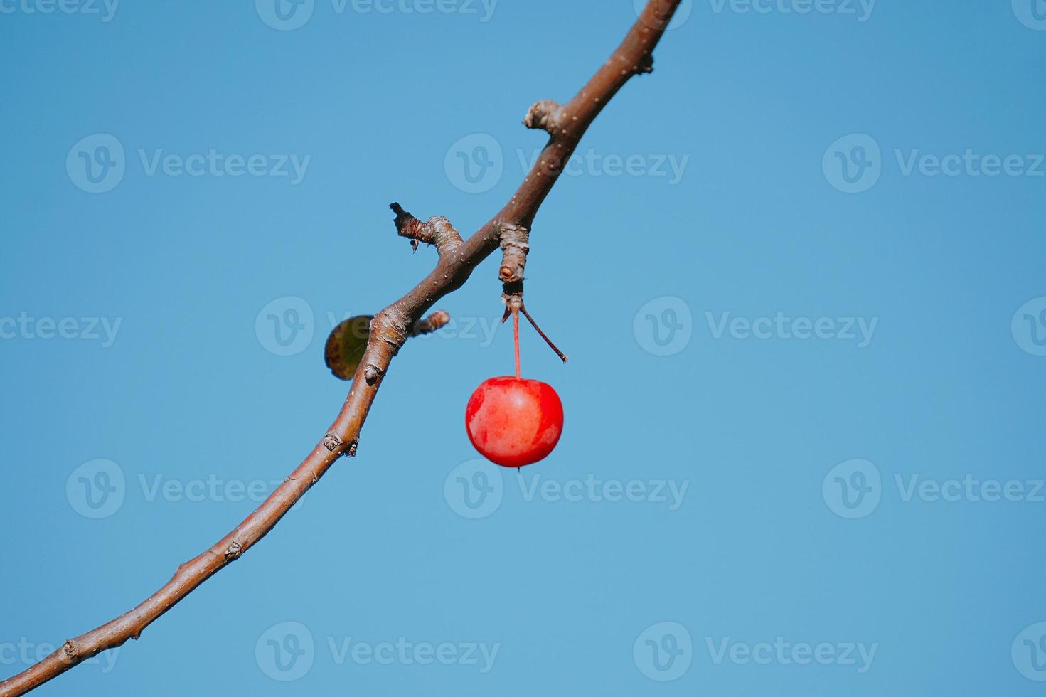 röd äppelfrukt som hänger från filialen foto