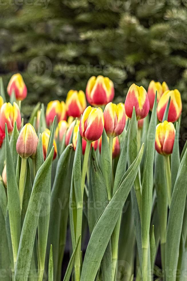 gulröda tulpaner på en blomsterrabatt i trädgården foto