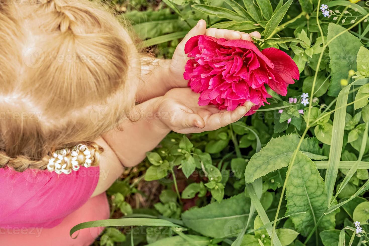 en liten flicka håller en stor blomma av en rosa pion i händerna i trädgården foto