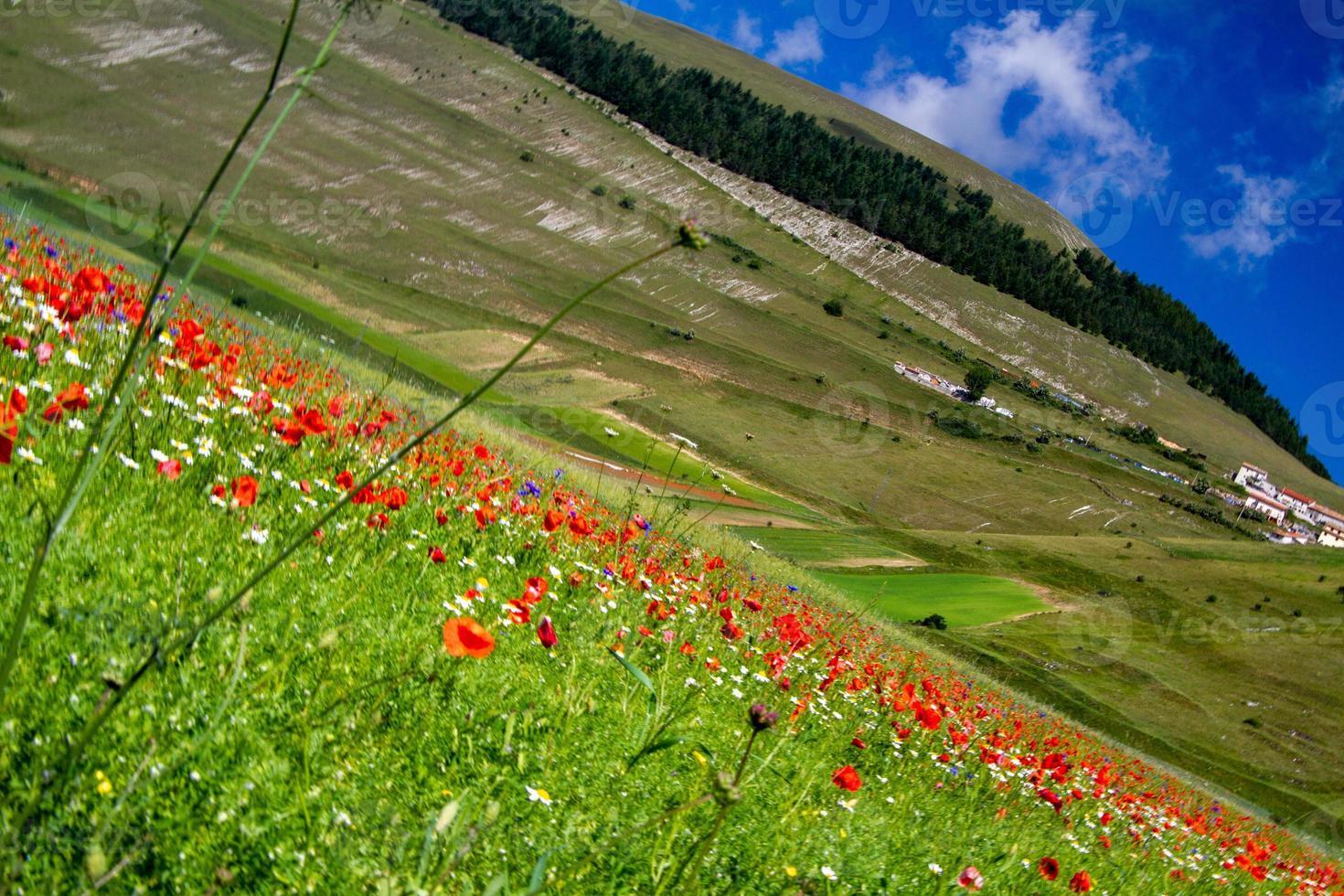 castelluccio di norcia och dess blommande natur foto