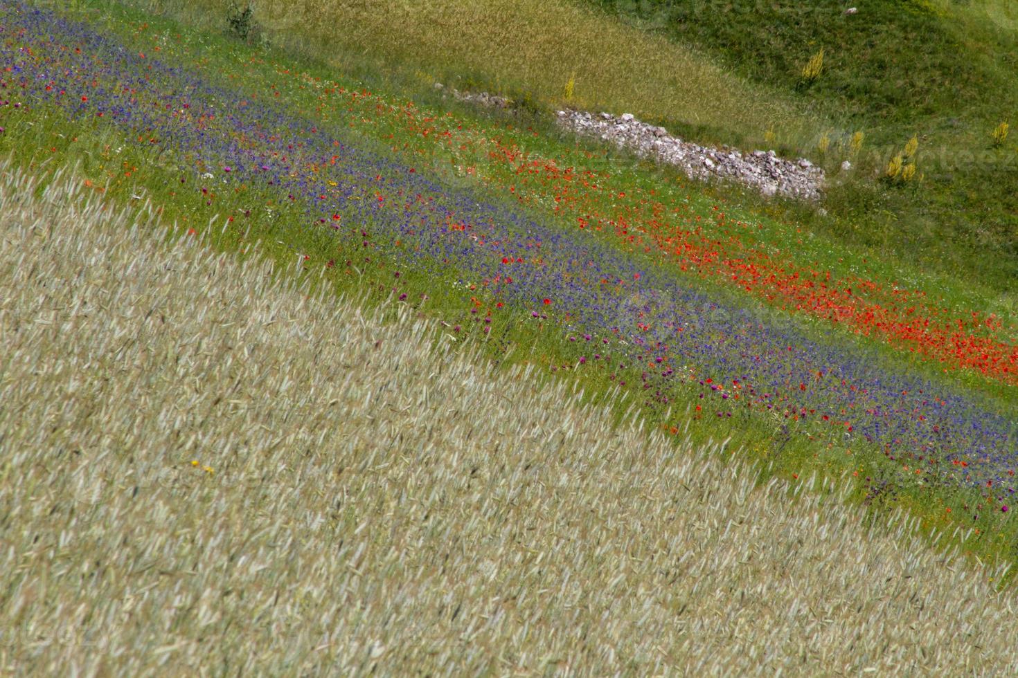 castelluccio di norcia och dess blommande natur foto