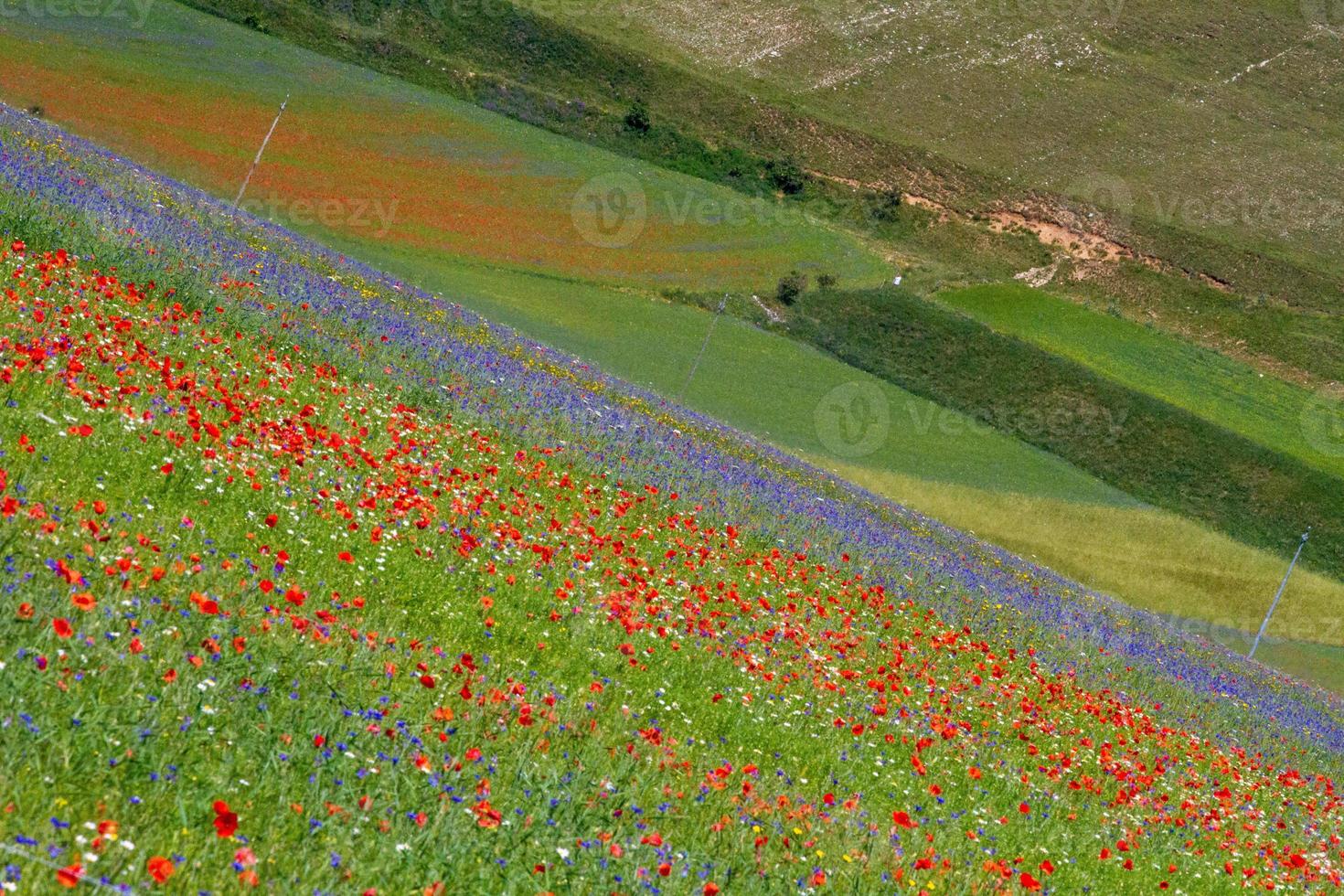 castelluccio di norcia och dess blommande natur foto