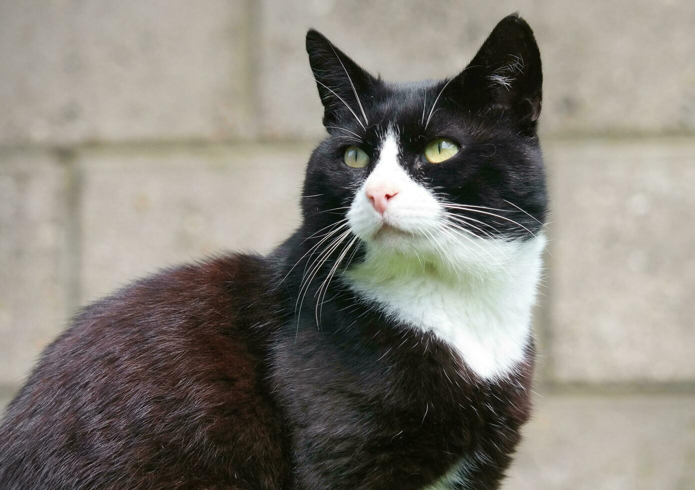 persisk ras katt är Framställ i en Hem trädgård på luton stad av England Storbritannien foto