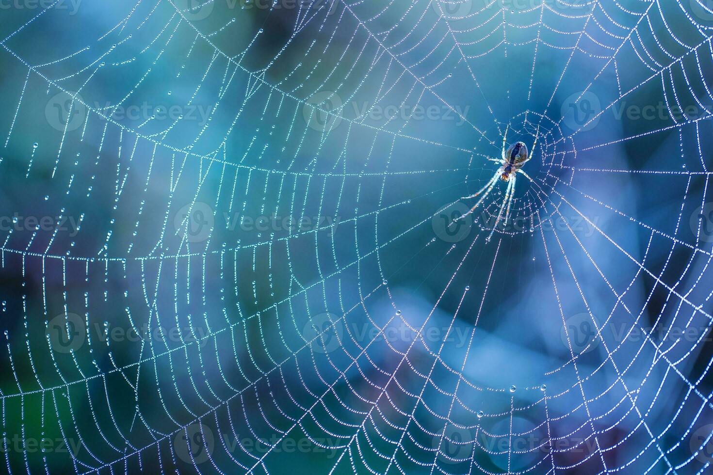 morgon- droppar av dagg i en Spindel webb. spindelnät i dagg droppar. skön färger i makro natur foto