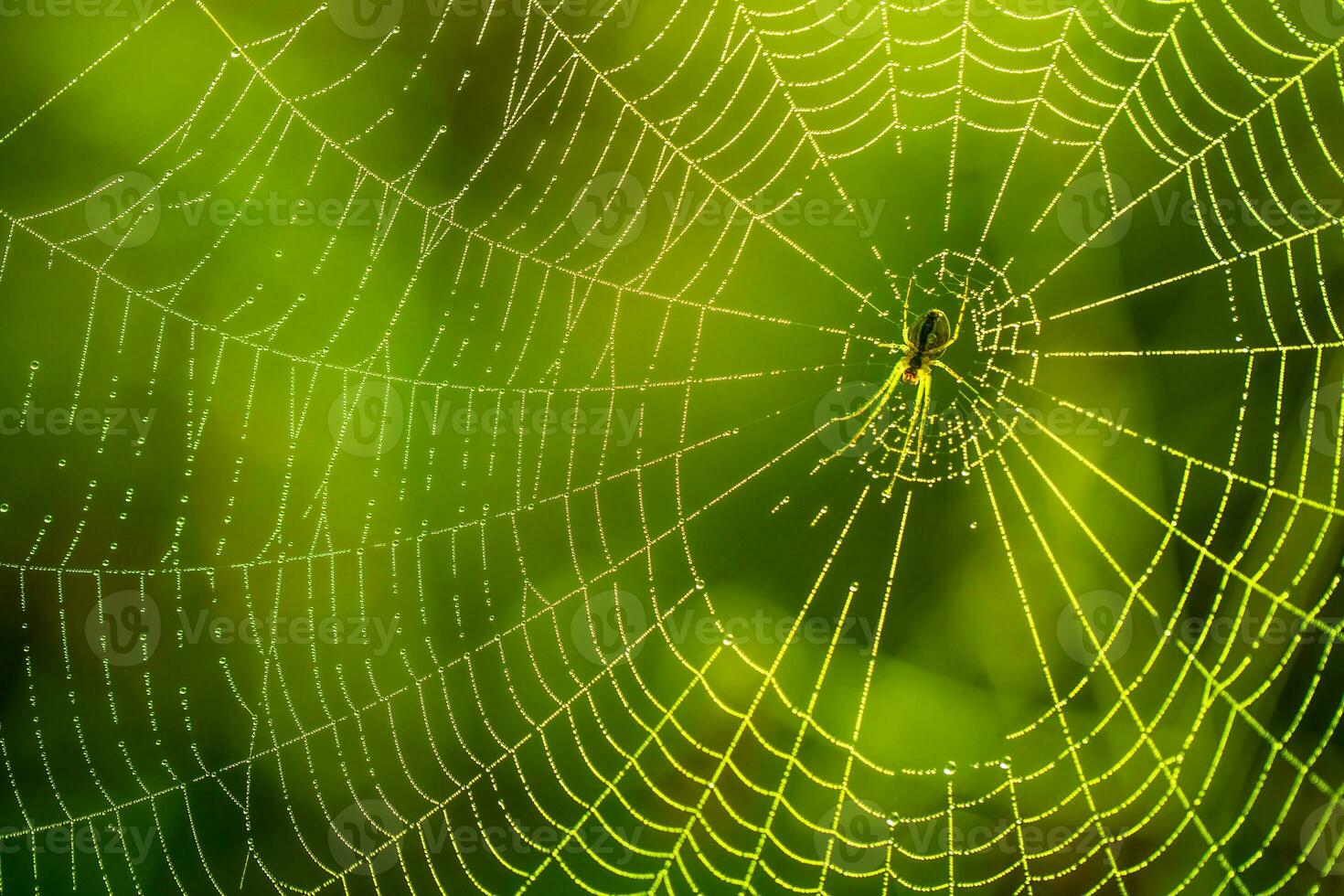 morgon- droppar av dagg i en Spindel webb. spindelnät i dagg droppar. skön färger i makro natur foto