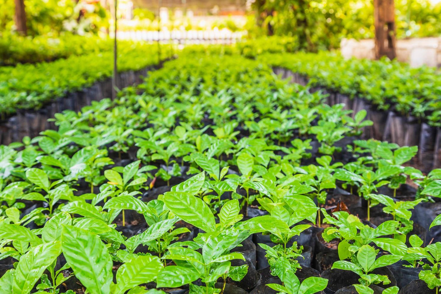 plantor av kaffeplanter i en plantskola foto